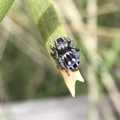 Maratus harrisi at Mount Clear, ACT - suppressed