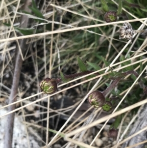 Calotis scabiosifolia var. integrifolia at Mount Clear, ACT - 19 Nov 2022