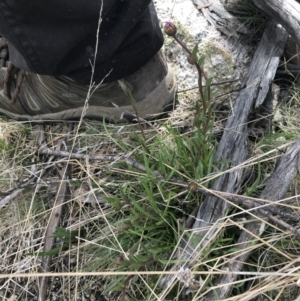 Calotis scabiosifolia var. integrifolia at Mount Clear, ACT - 19 Nov 2022