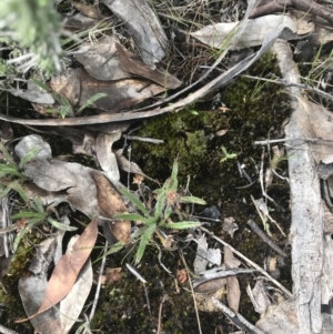 Plantago hispida at Mount Clear, ACT - 19 Nov 2022