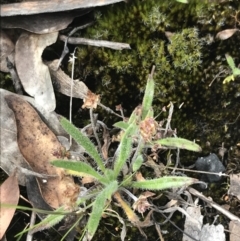 Plantago hispida at Mount Clear, ACT - 19 Nov 2022