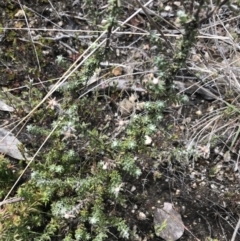 Olearia algida (Alpine Daisy Bush) at Scabby Range Nature Reserve - 18 Nov 2022 by Tapirlord
