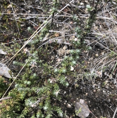 Olearia algida (Alpine Daisy Bush) at Yaouk, NSW - 19 Nov 2022 by Tapirlord