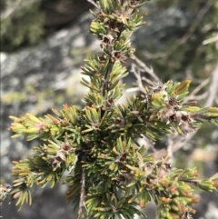 Kunzea muelleri (Yellow Kunzea) at Scabby Range Nature Reserve - 18 Nov 2022 by Tapirlord