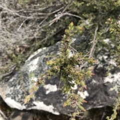 Kunzea muelleri at Yaouk, NSW - 19 Nov 2022