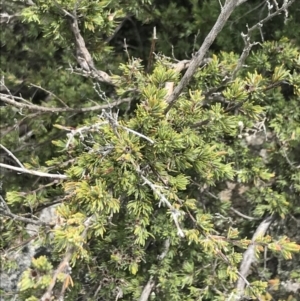 Kunzea muelleri at Yaouk, NSW - 19 Nov 2022