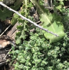 Galium polyanthum (Rockpile Bedstraw) at Scabby Range Nature Reserve - 18 Nov 2022 by Tapirlord