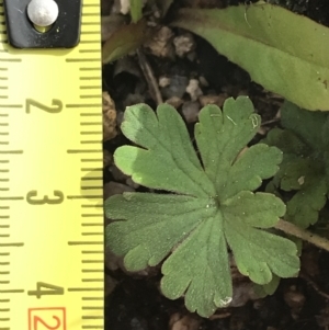 Geranium obtusisepalum at Yaouk, NSW - 19 Nov 2022 10:12 AM