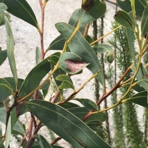 Acacia obliquinervia at Yaouk, NSW - 19 Nov 2022