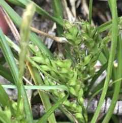 Carex breviculmis (Short-Stem Sedge) at Yaouk, NSW - 18 Nov 2022 by Tapirlord