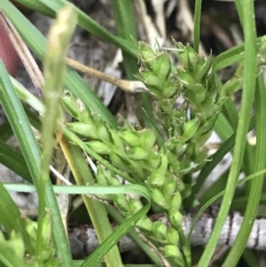 Carex breviculmis at Yaouk, NSW - 19 Nov 2022 09:51 AM