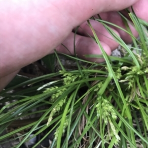 Carex breviculmis at Yaouk, NSW - 19 Nov 2022 09:51 AM