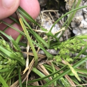 Carex breviculmis at Yaouk, NSW - 19 Nov 2022 09:51 AM