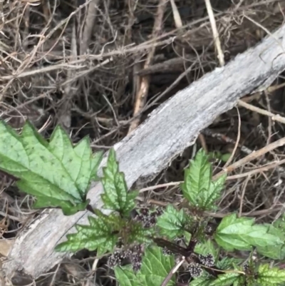 Urtica incisa (Stinging Nettle) at Yaouk, NSW - 18 Nov 2022 by Tapirlord