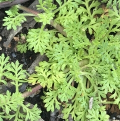 Leptinella filicula (Mountain Cotula) at Yaouk, NSW - 18 Nov 2022 by Tapirlord