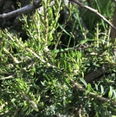 Melicytus angustifolius subsp. divaricatus (Divaricate Tree Violet) at Yaouk, NSW - 18 Nov 2022 by Tapirlord