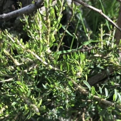 Melicytus angustifolius subsp. divaricatus (Divaricate Tree Violet) at Yaouk, NSW - 19 Nov 2022 by Tapirlord