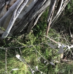 Melicytus angustifolius subsp. divaricatus at Yaouk, NSW - 19 Nov 2022 08:45 AM