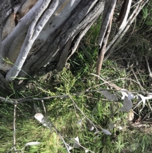 Melicytus angustifolius subsp. divaricatus at Yaouk, NSW - 19 Nov 2022 08:45 AM