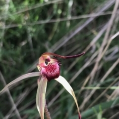 Caladenia montana (Mountain Spider Orchid) at Yaouk, NSW - 19 Nov 2022 by Tapirlord