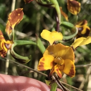 Diuris semilunulata at Yaouk, NSW - 19 Nov 2022