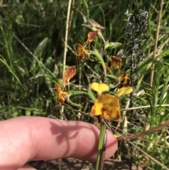 Diuris semilunulata at Yaouk, NSW - 19 Nov 2022