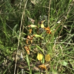 Diuris semilunulata at Yaouk, NSW - 19 Nov 2022