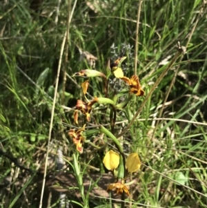 Diuris semilunulata at Yaouk, NSW - 19 Nov 2022