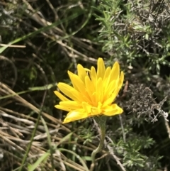 Microseris lanceolata at Yaouk, NSW - 19 Nov 2022 08:26 AM