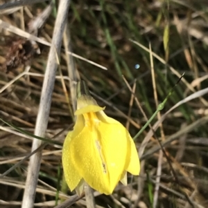 Diuris subalpina at Yaouk, NSW - suppressed