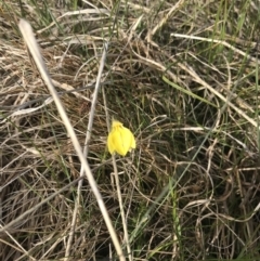 Diuris subalpina at Yaouk, NSW - suppressed