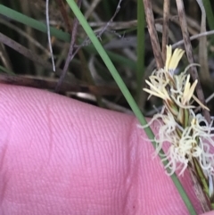 Carex chlorantha at Yaouk, NSW - 19 Nov 2022 08:06 AM