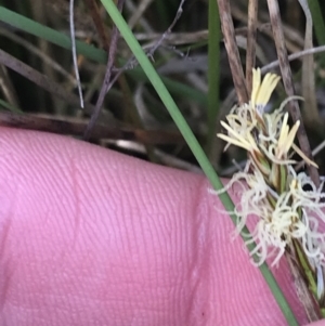 Carex chlorantha at Yaouk, NSW - 19 Nov 2022