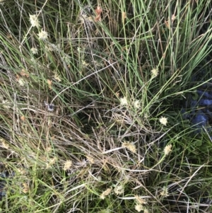 Carex chlorantha at Yaouk, NSW - 19 Nov 2022 08:06 AM