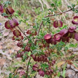 Dodonaea boroniifolia at Manton, NSW - 5 Dec 2022 04:52 PM