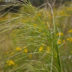 Austrostipa bigeniculata (Kneed Speargrass) at Theodore, ACT - 5 Dec 2022 by VeraKurz