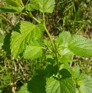 Melissa officinalis at Theodore, ACT - 4 Dec 2022 10:11 AM