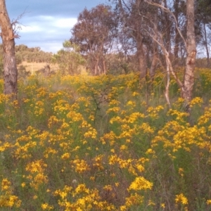 Hypericum perforatum at Pine Island to Point Hut - 5 Dec 2022 07:35 PM