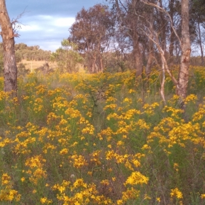 Hypericum perforatum (St John's Wort) at Pine Island to Point Hut - 5 Dec 2022 by michaelb