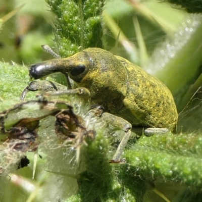 Larinus latus (Onopordum seed weevil) at Rugosa - 5 Dec 2022 by SenexRugosus