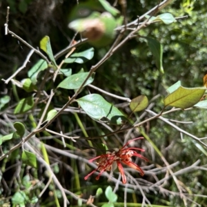 Grevillea oxyantha subsp. oxyantha at Cotter River, ACT - 29 Nov 2022