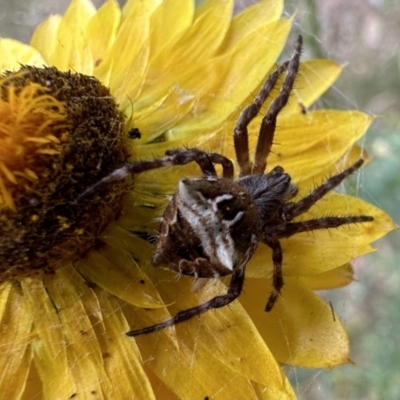 Backobourkia sp. (genus) (An orb weaver) at Ainslie, ACT - 3 Dec 2022 by Pirom