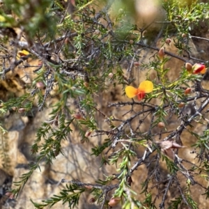 Dillwynia phylicoides at Cotter River, ACT - 29 Nov 2022