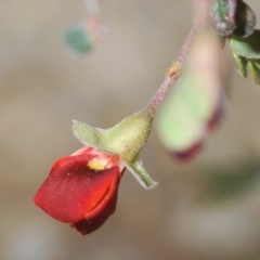 Bossiaea buxifolia (Matted Bossiaea) at Lower Cotter Catchment - 4 Dec 2022 by Harrisi