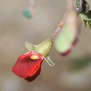 Bossiaea buxifolia at Cotter River, ACT - 4 Dec 2022