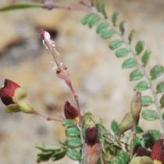 Bossiaea buxifolia at Cotter River, ACT - 4 Dec 2022