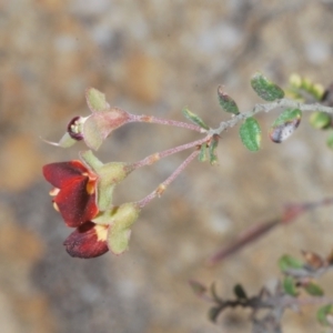 Bossiaea buxifolia at Cotter River, ACT - 4 Dec 2022