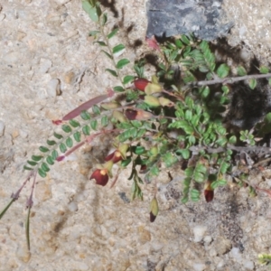 Bossiaea buxifolia at Cotter River, ACT - 4 Dec 2022