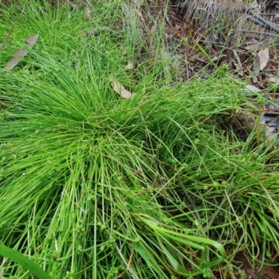 Isolepis inundata (Swamp Club Rush) at Yass River, NSW - 3 Dec 2022 by SenexRugosus