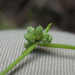 Isolepis inundata at Yass River, NSW - 3 Dec 2022